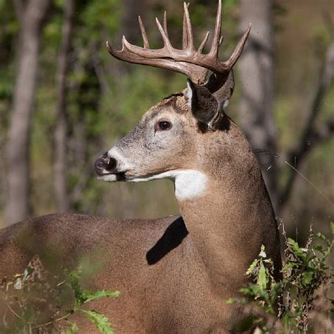 To use the default style, either don't specify a style or use the line plt.style.use('default'). Wildlife Supplies, Food Plot Seed, Deer Attractants ...