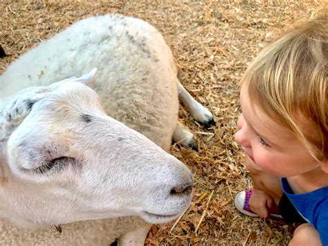 Pet goats, miniature horses, & more in lancaster county you can't visit the farmlands of lancaster county, pa without seeing many farm animals. Top Kid-Friendly Petting Zoos Near Me