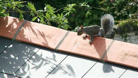 What are the chances to remove squirrels from attic. How to keep squirrels out of your attic | Squirrel, Baby ...