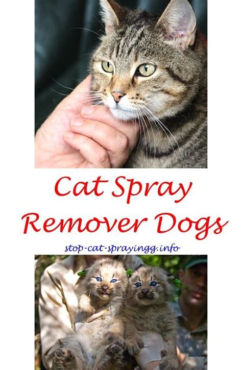 If a cat does spray, using the. Understanding Your Cat's Behavior | Cat spray, Cat pee ...