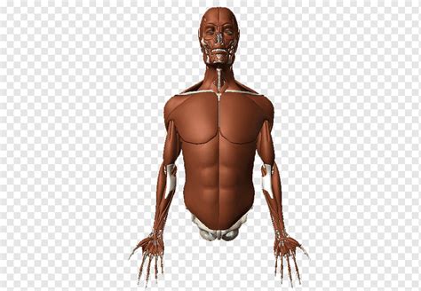 Upper body muscles labeled anatomy of upper torso diagram body muscles defenderauto info find the perfect anatomy female torso stock photo. Upper Torso Muscle Anatomy / Anterior Abdominal Muscles ...