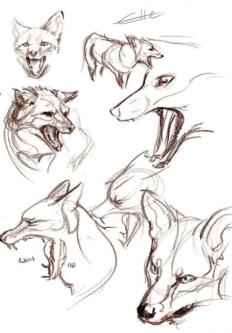A step by step tutorial to get realism. Animal head reference. [ #foxes #ref #wolves #dogs # ...