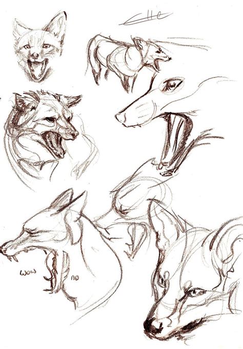 There are 7621 animal heads drawing for sale on etsy, and they cost 53,62 $ on average. Animal head reference.  #foxes #ref #wolves #dogs #canines #heads #animals  | Animal sketches ...