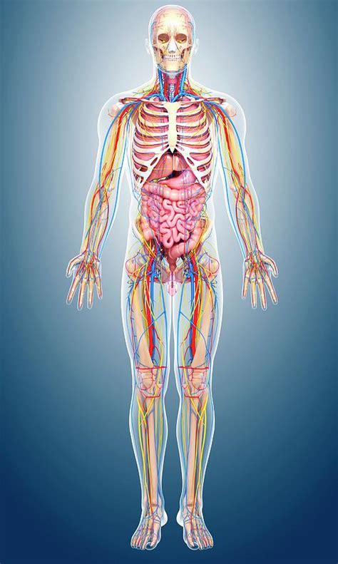 Most of the male reproductive system is located outside of the body. Male Anatomy Photograph by Pixologicstudio/science Photo ...