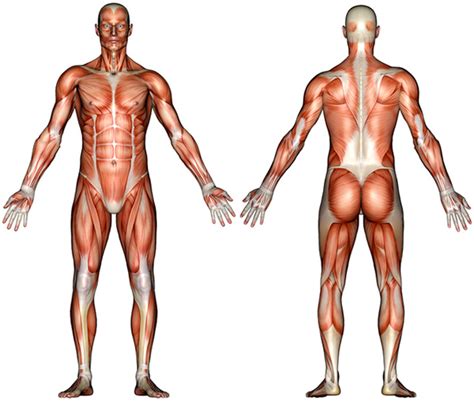 There are anterior muscles diagrams and posterior. Muscle System Diagram Not Labeled : Biological Science ...