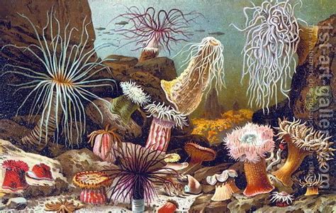Big canvas paintings for home decor. Sea Anemones, from a Hungarian natural history book, c ...