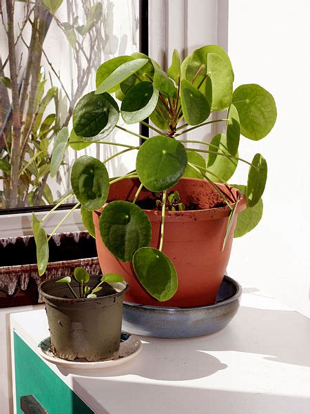 Learn how to propagate pilea peperomioides offsets and stem cuttings in soil and water, as well as the secret to successfully. Pilea peperomioides (Pianta delle monete): Consigli ...