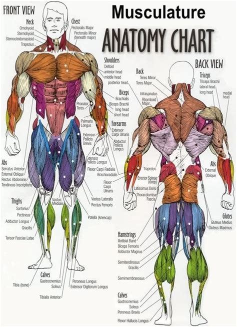 This is a table of skeletal muscles of the human anatomy. Gotta know all the muscles and bones by monday...This ...