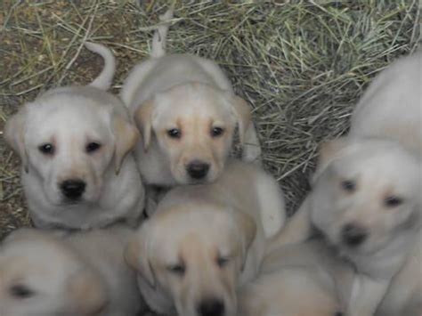 Adorable healthy chocolate and silver pups available. AKC American Labrador Retriever Puppies for Sale in ...