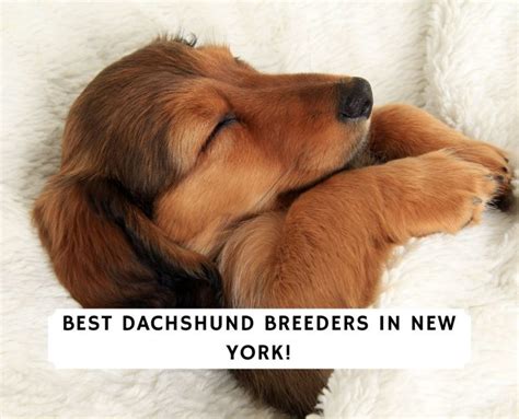 If left unattended these tangles can tighten and become matts, which often have to be cut or shaved out with clippers. 6 Best Dachshund Breeders in New York! (2021) We Love Doodles