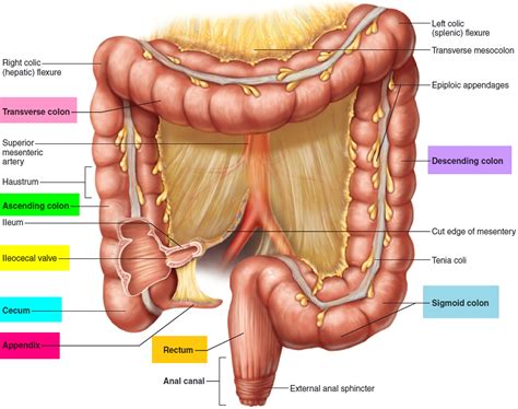 The large intestine is larger in diameter than the small intestine. Large Intestine Anatomy, Function, Location, Length and ...