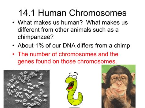 The chance of its beings a son is 50%. 14.1 Human Chromosomes