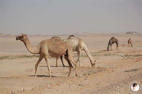 Camels were indigenous to egypt but, by around 3000 bce, had become locally extinct due to hunting for food. Sahara