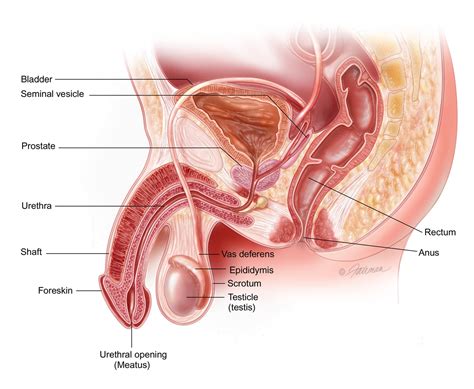 Someone who's fluid, they aren't necessarily going to consistently experience attraction for both women and men, diamond explains. Epididymitis and Orchitis - Atlantic Urology Clinics ...