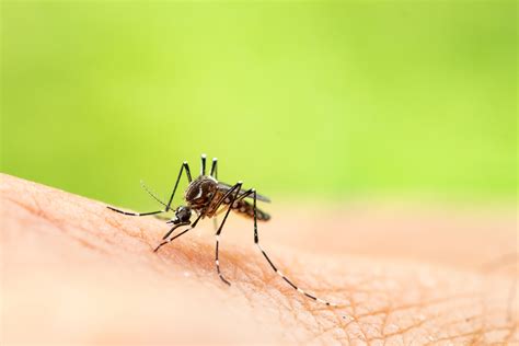 Trusted mosquito treatments in morris, essex, passaic counties, & throughout north jersey. Mosquito Diseases in New Jersey | ChemTec Pest Control