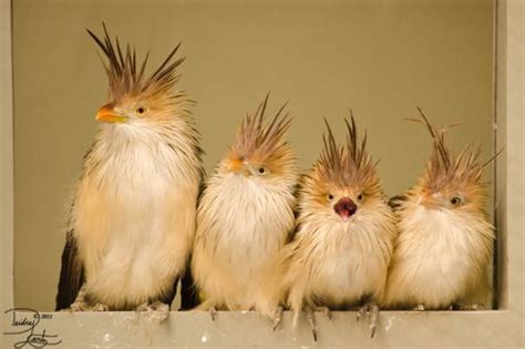 We get to dress her up, make her up, and play with her hair. Guira cuckoos. Love the spiky head feathers. | Funny birds ...