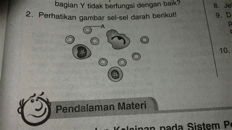 Diketahui bahwa karbon juga terdapat pada semua jenis makhluk hidup. perhatikan gambar-gambar sel-sel darah berikut a Apa nama ...