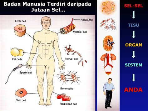 Sistem dalam badan manusia sila jawab semua soalan. Kenapa Anda Perlu Jeli Gamat GOLD & Spirulina Pacifica?