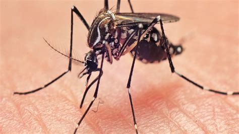 .yang berpotensi menjadi punca tempat pembiakan nyamuk aedes 1.2.2 membangunkan amalan terbaik (good practice) reka bentuk komponen bangunan dan persekitaran sebagai usaha jangka masa panjang dalam mencegah pembiakan nyamuk aedes 1.2.3 menyediakan satu rujukan untuk. Kenapa kalau demam denggi kali ke-2, keadaan pesakit lebih ...