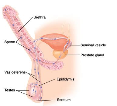 Heart disease, erectile dysfunction, prostate problems, and even depression. Krames Online - Understanding Vasectomy