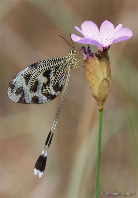 All genomes sequenced to date encode enzymes that use coenzyme a as a substrate, and around 4% of cellular enzymes use it, or a thioester form of it, as a substrate. Fadenhaft - Nemoptera Coa Foto & Bild | makro ...