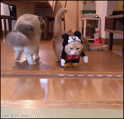 Sometimes walls are not used all the. Videog Ames GIFs - Find & Share on GIPHY