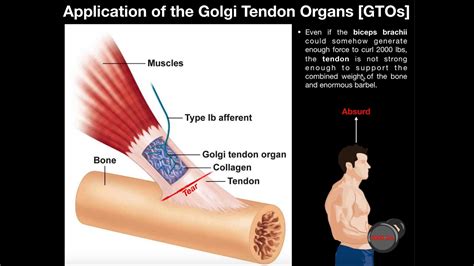 The pain may get worse when you use the tendon. Function of Golgi Tendon Organs GTOs in Movement ...