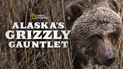 Sign up to disney+ today. Alaska's Grizzly Gauntlet (2018) - DisneyPlus aanbod