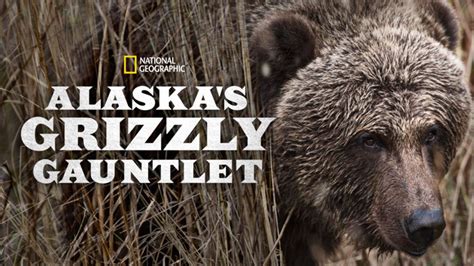 Bekijk onze zwart beeld selectie voor de allerbeste unieke of custom handgemaakte items uit onze ben je helemaal hierheen gescrold om over zwart beeld te lezen? Alaska's Grizzly Gauntlet (2018) - DisneyPlus aanbod