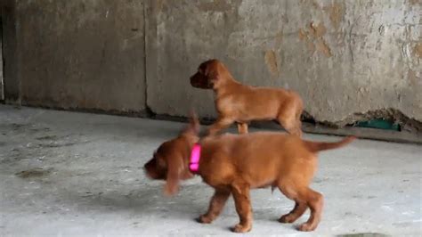 Irish and european records show both white and red. Irish Setter Puppies For Sale - YouTube