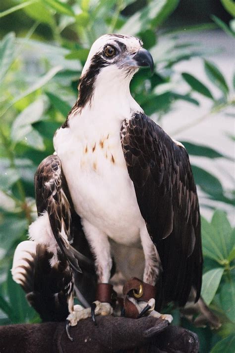 This course introduces you to the birds found in the northeastern united states through a series of recorded lectures and online quizzes. Osprey | Audubon Florida