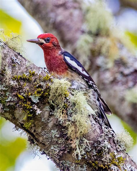 Maybe you would like to learn more about one of these? Red-breasted Sapsucker