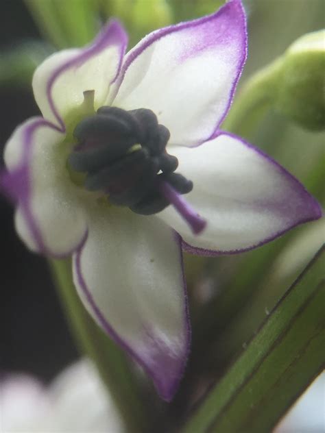 We did not find results for: I did not know hot pepper plant flowers came in anything ...