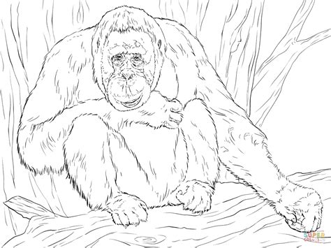 Lets start off this step by drawing out all the guidelines to help you draw your orangutan alot easier. Orangutan Coloring Page - Coloring Home