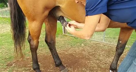 The sheath is a tube of skin that protects the horse's penis. How to clean gelding 'Bean' | Holistic Horse Works Club