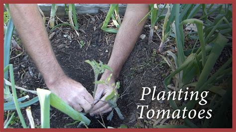 As for tomatoes, the splitting is a result of soil drying out and then after a rain or irrigation, the plant takes up water faster than the skin can grow and the meat of the tomato. Planting Tomatoes: Using Eggshell Calcium - YouTube