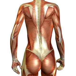 The latissimus dorsi (/ləˈtɪsɪməs ˈdɔːrsaɪ/) is a large, flat muscle on the back that stretches to the sides, behind the arm, and is partly covered by the trapezius on the back near the midline. Lower Back Pain Answers: Relieve Your Back Pain NOW