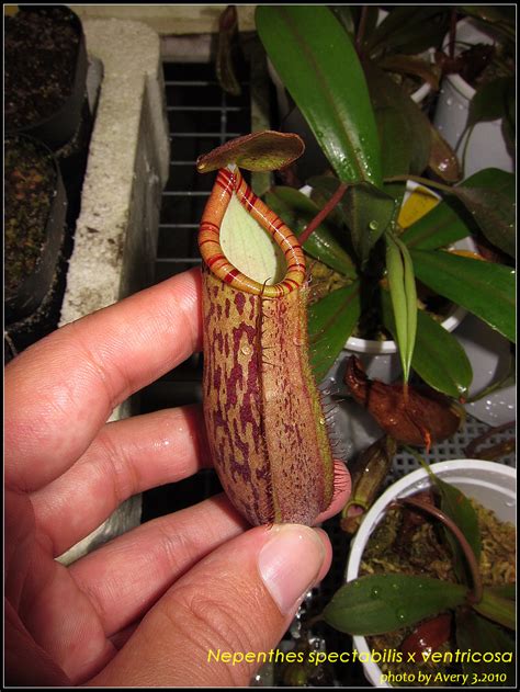 The carnivorous plants of genus nepenthes produce unique pitchers containing secretory glands, which secrete proteins into the digestive fluid. Avery's Nepenthes ( updated 27.3.2010 ) - Carnivorous ...
