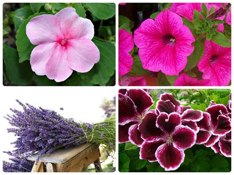 Fiori bianchi estivi da vaso. Come arredare il balcone di casa o il terrazzo