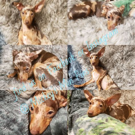 Please contact the breeders below to find dachshund puppies for sale in california we live on an 8 1/2 acre horse ranch in leona valley califor. Miniature Pinscher Puppies For Sale | Valley Center, CA ...