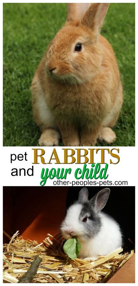 Rabbits can make good pets and may be the ideal choice for people living in small apartments. Are Rabbits Good Pets for Children? What You Should Know ...