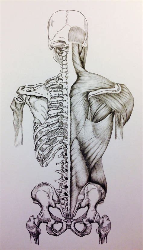 Human anatomy for muscle, reproductive, and skeleton. Skull to Pelvis Back Bones/Muscles by BillyDoubleU on DeviantArt