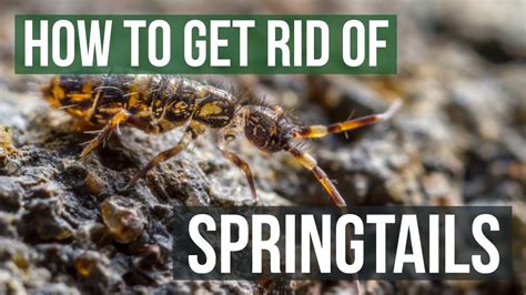 Check and replace door seals as needed, and use foam weatherproofing strips to seal windows. How to Get Rid of Springtails (4 Easy Steps) - YouTube