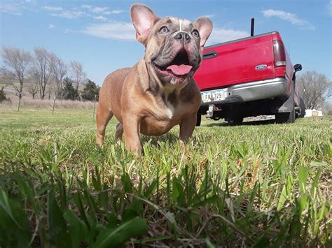 American bulldog puppies for sale. Exotic Micro French Bulldog | French Bulldog