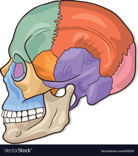 Download human anatomy muscles bones for free. Medical Vector Illustration of Human Skull Bones Graphic ...