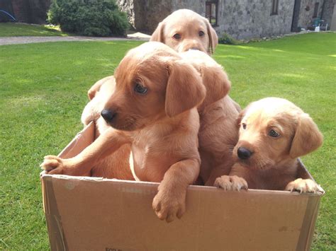 New and used items, cars, real estate, jobs, services, vacation rentals and purebred ckc registered fox red and yellow lab puppies! Red Fox Labrador Puppies | Oswestry, Shropshire | Pets4Homes