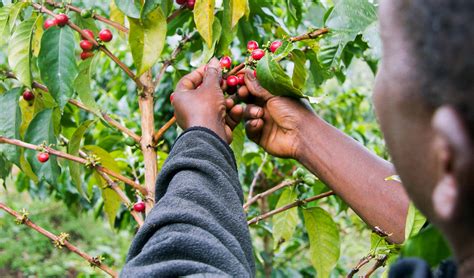 This is a working coffee plantation, it produces coffee. Mixed fortunes witnessed in the coffee farming sector ...