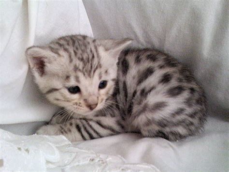 The ultimate bengal cat pet guide. Quality Silver Bengal kittens FOR SALE ADOPTION from Davie ...