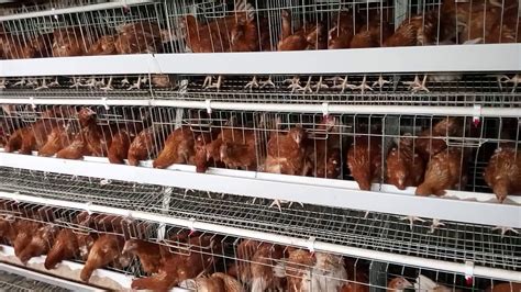 Pets are always beloved to every family and when you get the convenience of these kinds of poultry farm in malaysia, their comfort levels are doubled. POULTRY FARMING - YouTube