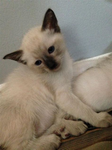 Available solid, ticking and marbled colors cats. Siamese kittens for sale Outside Ottawa/Gatineau Area, Ottawa